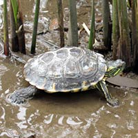 HUMEDALES Santiago Vázquez