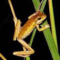 HUMEDALES Santiago Vázquez
