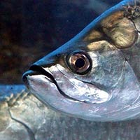 HUMEDALES Santiago Vázquez