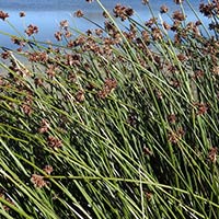 HUMEDALES Santiago Vázquez
