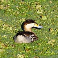 HUMEDALES Santiago Vázquez