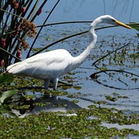 HUMEDALES Santiago Vázquez